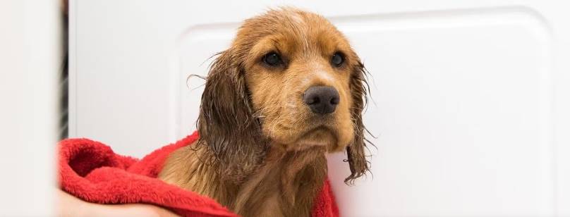 Bathing your puppy regularly 