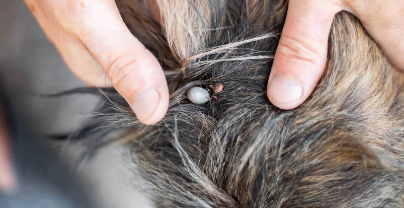 Check For Parasites in dogs