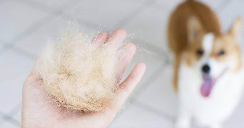 Avoid Excessive Shedding dog