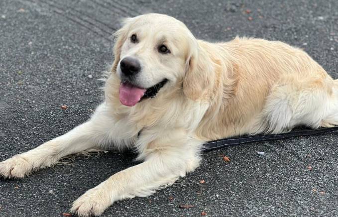 Golden Retriever Double Coat