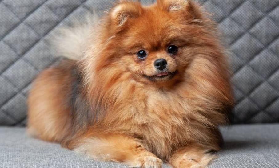 Long Hair Pomeranian