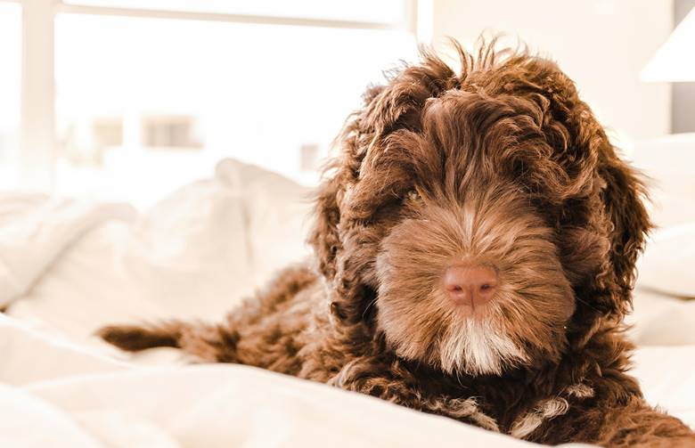 Curly Hair Portuguese Water Dog