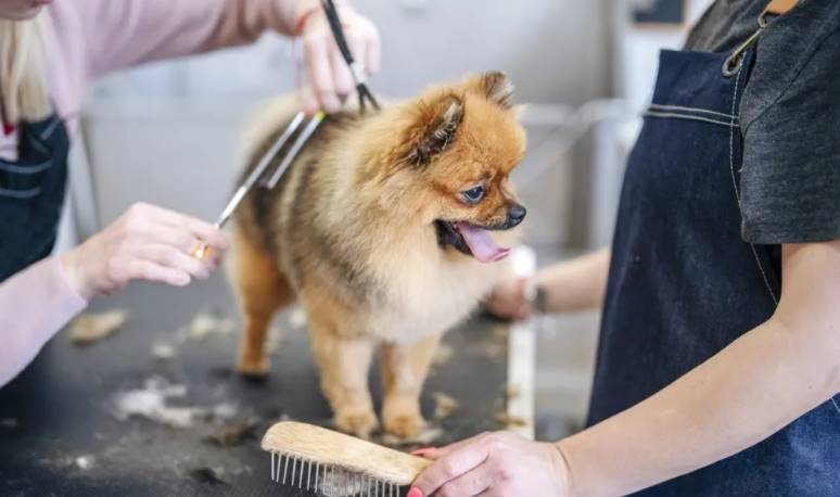 Professional Grooming dog