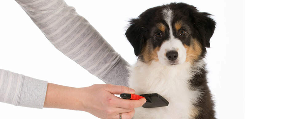 Regular Brushing dog