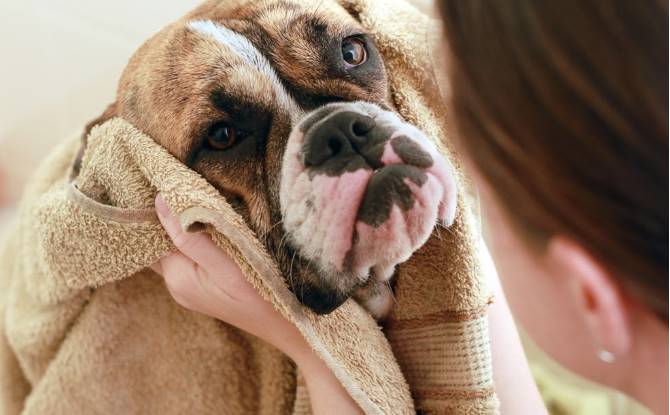 Shorthair Boxer dog