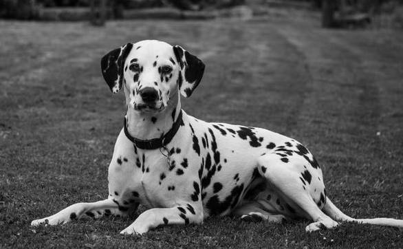 Spotted Dalmatian Smooth Coat