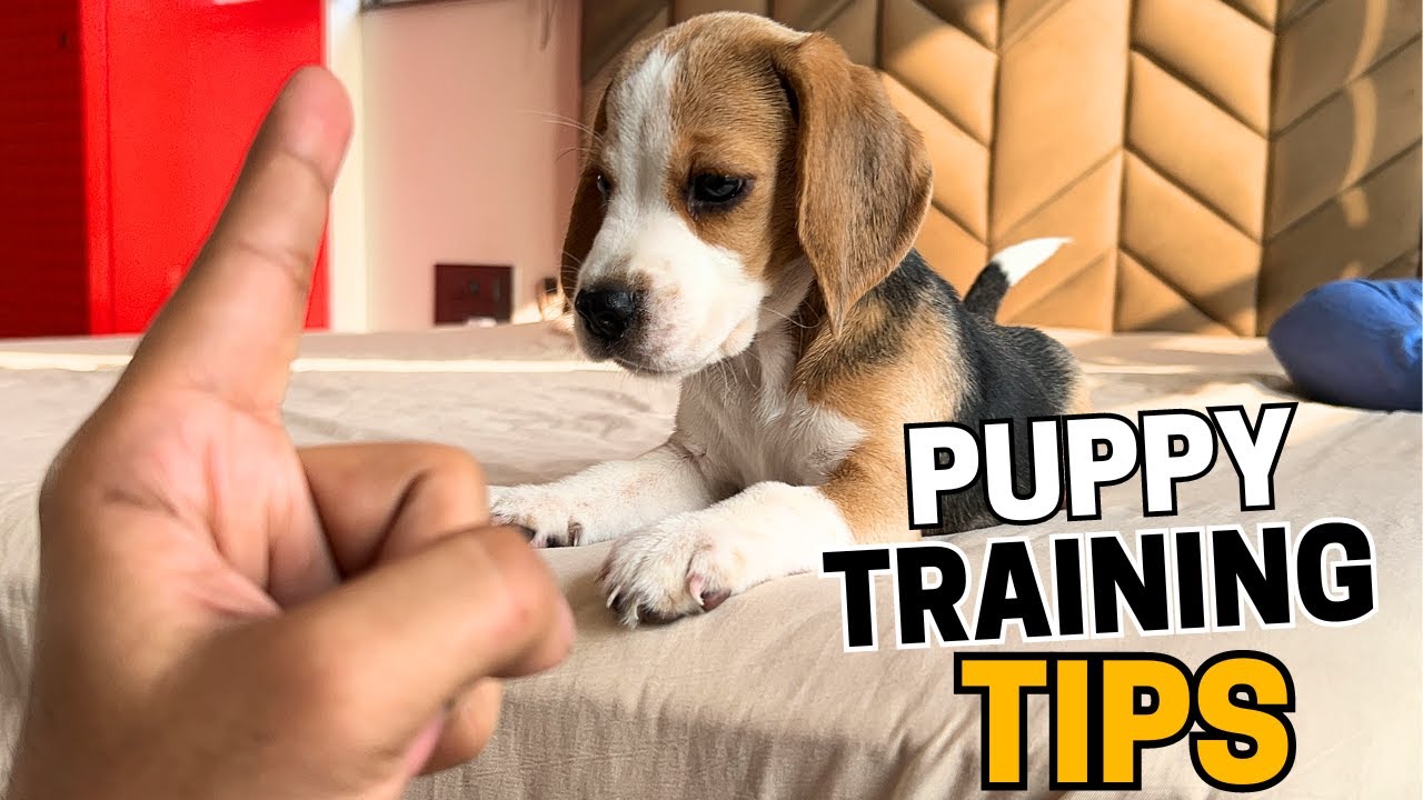 Important Tips for Training Your Beagle Puppy