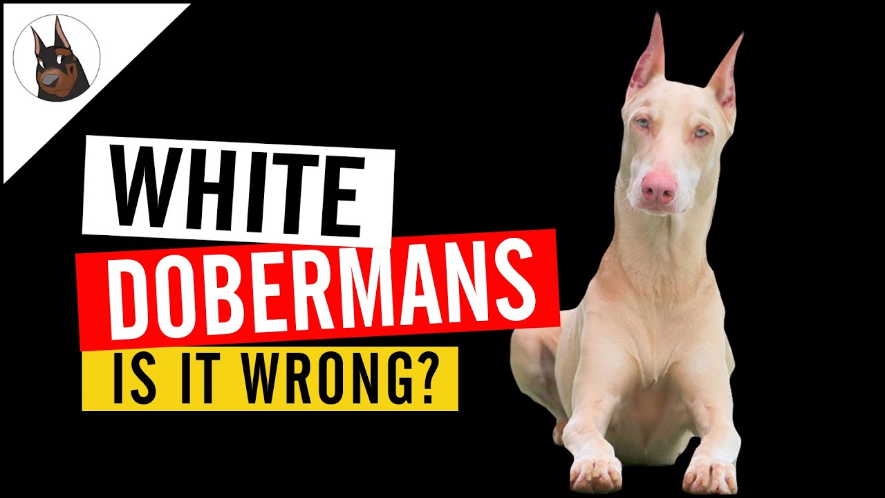 The Albino Doberman Controversy Myths, Science, and the Z List