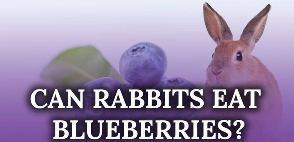 Can Rabbits Have Blackberries, Blueberries, Grapes, Strawberries